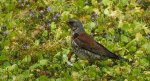 Kwiczoł (Turdus pilaris)