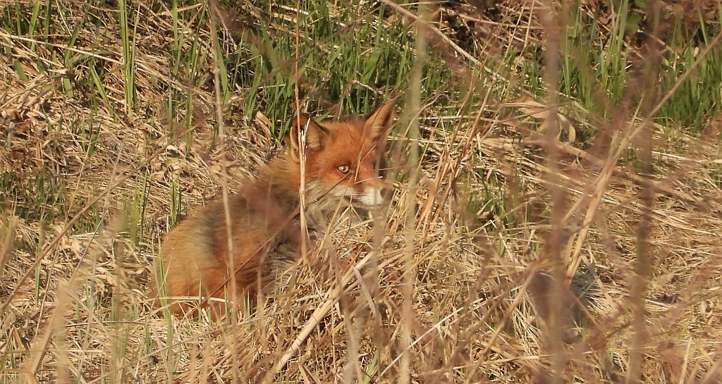 Lis rudy, lis pospolity (Vulpes vulpes)