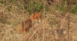 Lis rudy, lis pospolity (Vulpes vulpes)