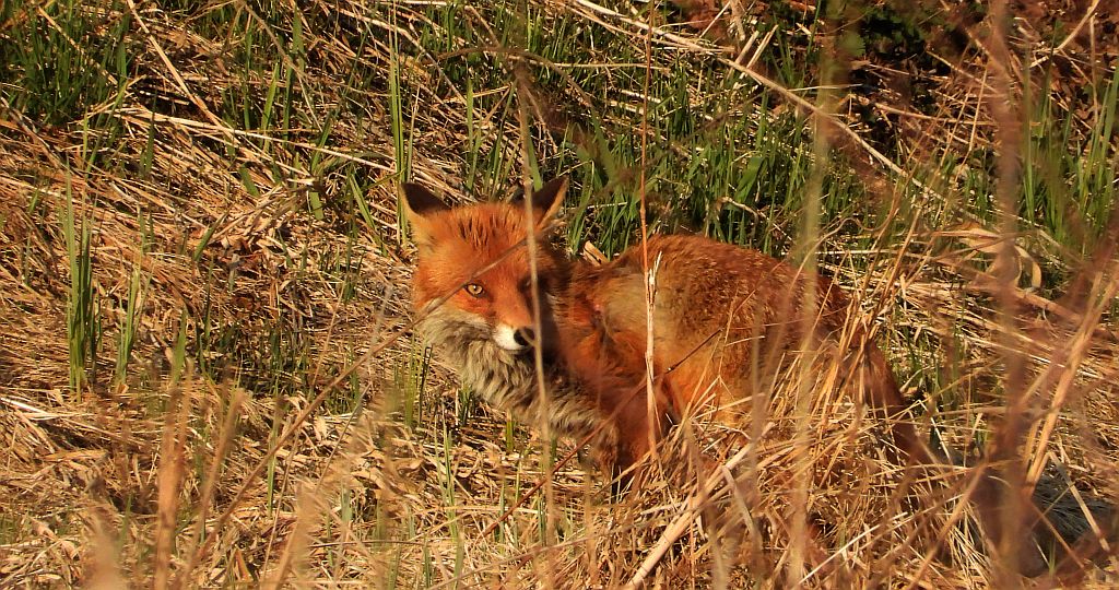 Lis rudy, lis pospolity (Vulpes vulpes)