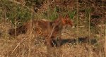 Lis rudy, lis pospolity (Vulpes vulpes)