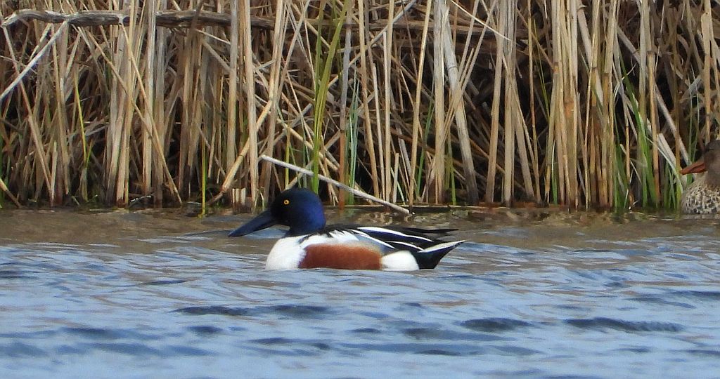 Płaskonos zwyczajny, płaskonos (Spatula clypeata)