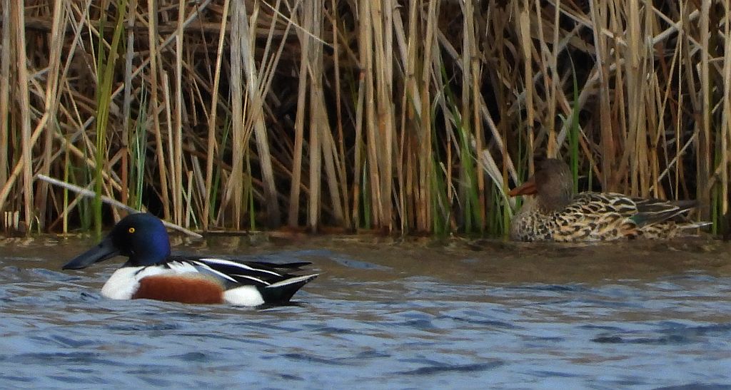 Płaskonos zwyczajny, płaskonos (Spatula clypeata)