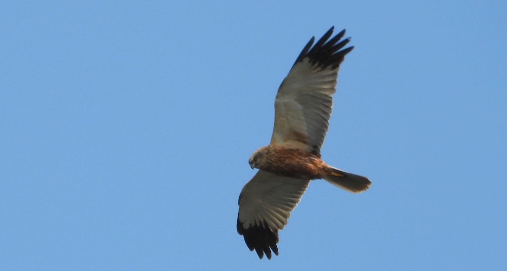 Błotniak stawowy (Circus aeruginosus)