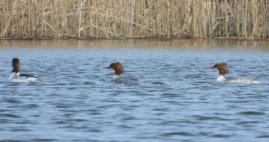 Nurogęś, tracz nurogęś (Mergus merganser)