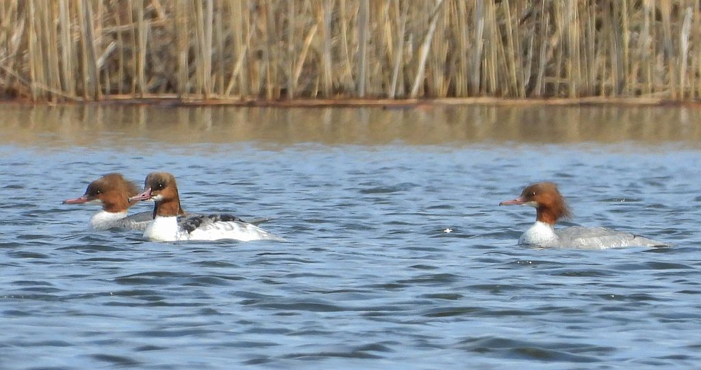 Nurogęś, tracz nurogęś (Mergus merganser)