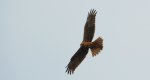 Błotniak stawowy (Circus aeruginosus)