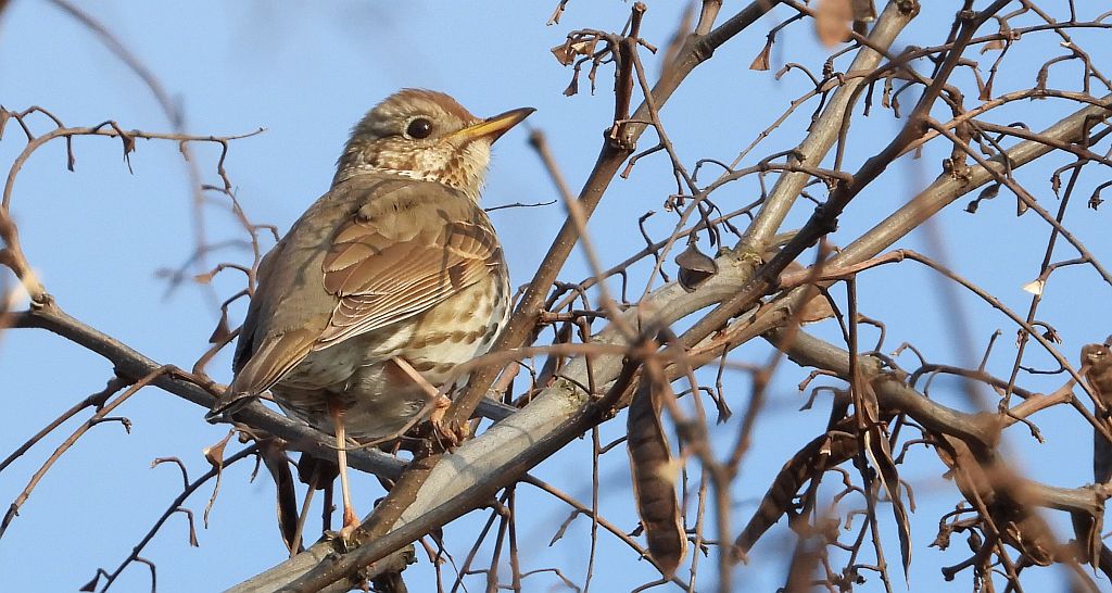 Drozd śpiewak, śpiewak (Turdus philomelos)