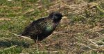 Szpak zwyczajny, szpak (Sturnus vulgaris)