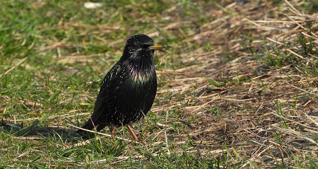 Szpak zwyczajny, szpak (Sturnus vulgaris)