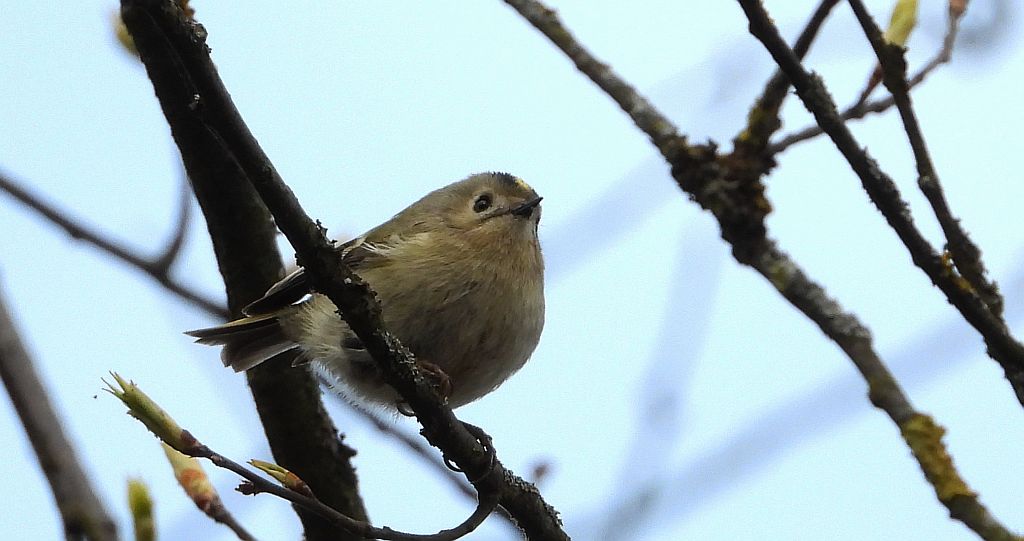 Mysikrólik (Regulus regulus)