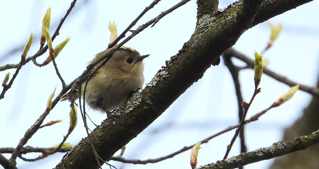 Mysikrólik (Regulus regulus)