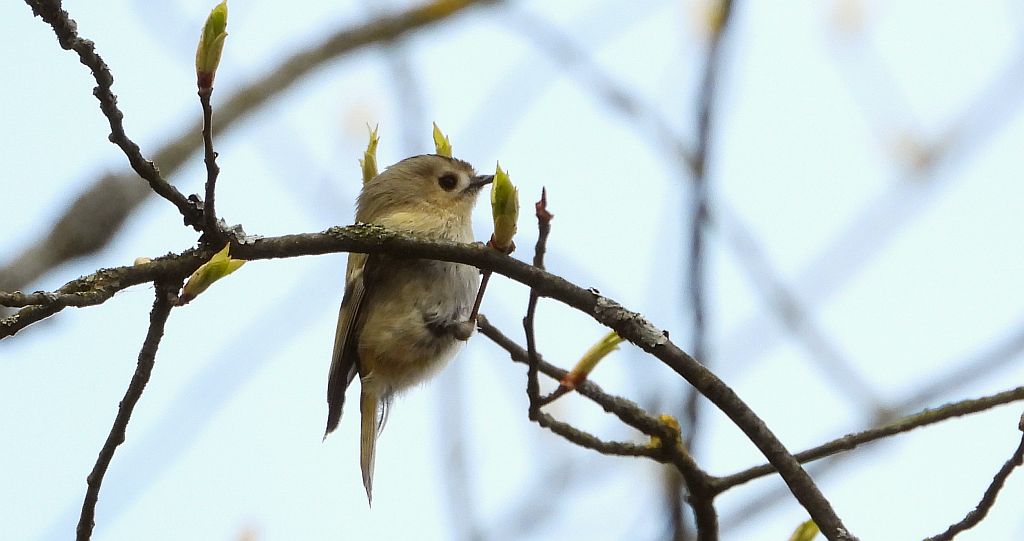Mysikrólik (Regulus regulus)