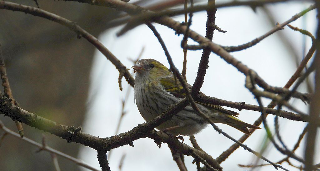Czyż zwyczajny, czyż pospolity, czyżyk (Spinus spinus)