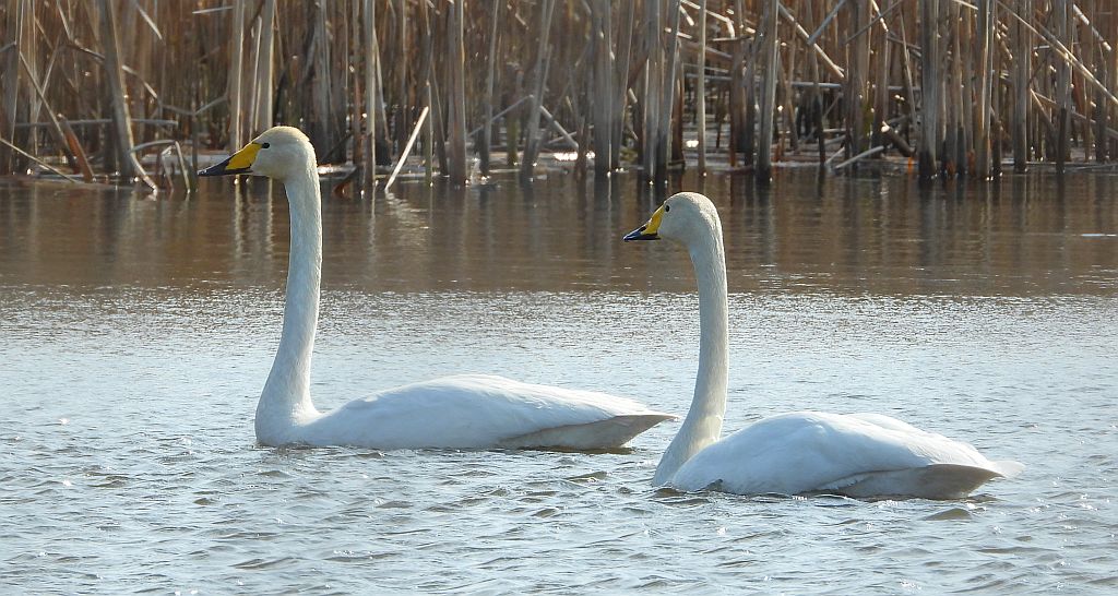 Łabędź krzykliwy (Cygnus cygnus)