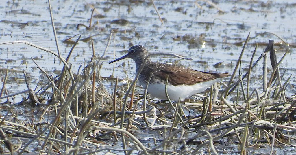 Samotnik, brodziec samotny, stalugwa (Tringa ochropus)