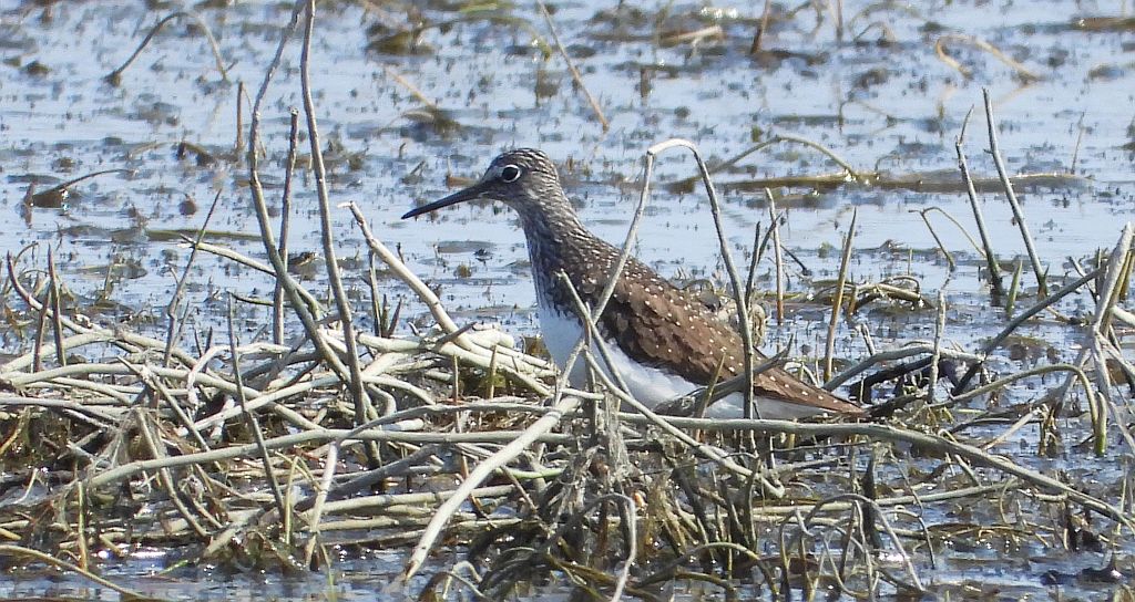 Samotnik, brodziec samotny, stalugwa (Tringa ochropus)