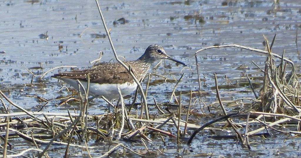 Samotnik, brodziec samotny, stalugwa (Tringa ochropus)