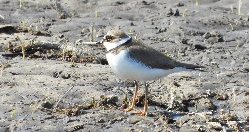 Sieweczka rzeczna (Charadrius dubius)