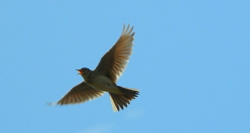 Skowronek  (Alauda arvensis)