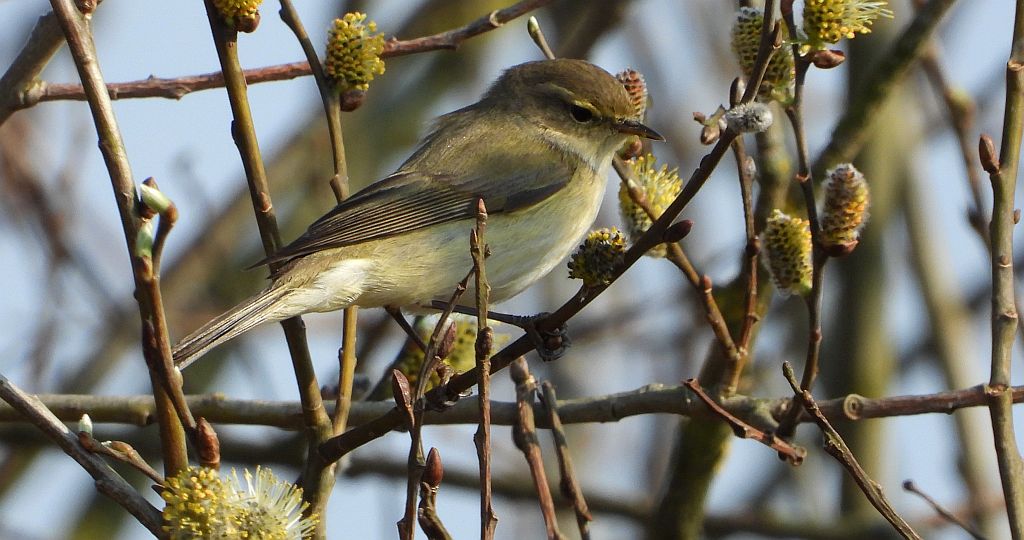 Piecuszek (Phylloscopus trochilus)