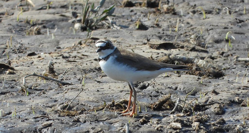 Sieweczka rzeczna (Charadrius dubius)