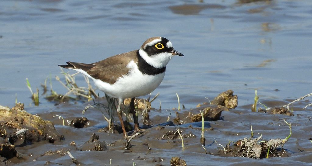 Sieweczka rzeczna (Charadrius dubius)