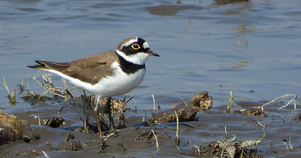 Sieweczka rzeczna (Charadrius dubius)