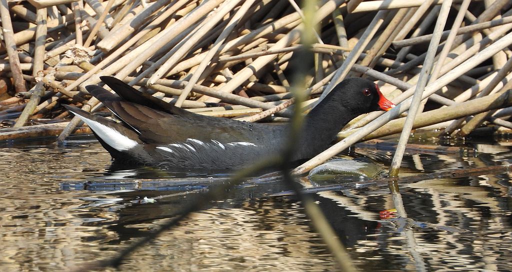 Kokoszka zwyczajna, kokoszka, kokoszka wodna, kurka wodna (Gallinula chloropus)