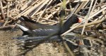 Kokoszka zwyczajna, kokoszka, kokoszka wodna, kurka wodna (Gallinula chloropus)