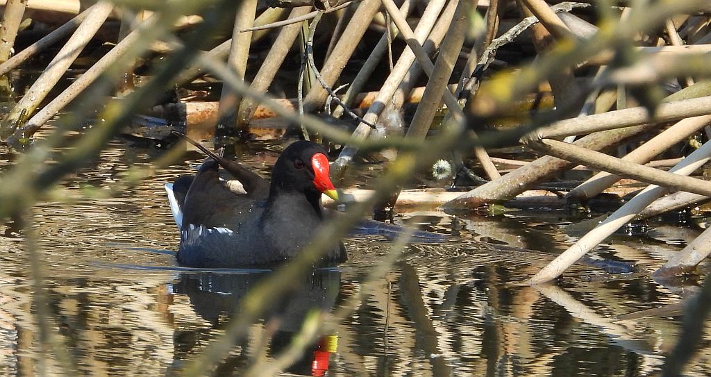 Kokoszka zwyczajna, kokoszka, kokoszka wodna, kurka wodna (Gallinula chloropus)