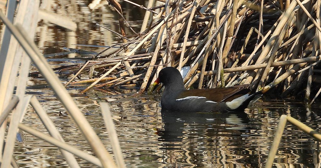 Kokoszka zwyczajna, kokoszka, kokoszka wodna, kurka wodna (Gallinula chloropus)