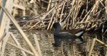 Kokoszka zwyczajna, kokoszka, kokoszka wodna, kurka wodna (Gallinula chloropus)