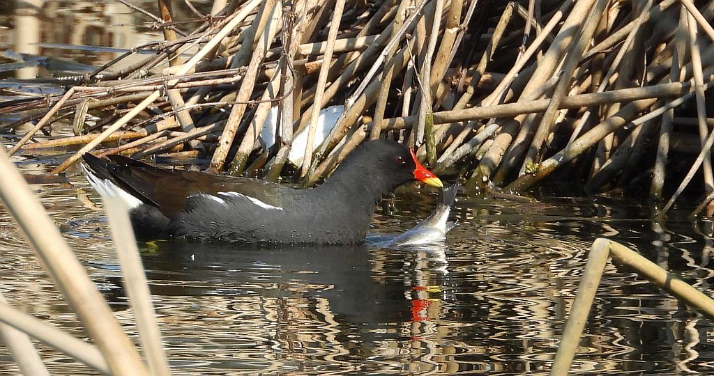 Kokoszka zwyczajna, kokoszka, kokoszka wodna, kurka wodna (Gallinula chloropus)