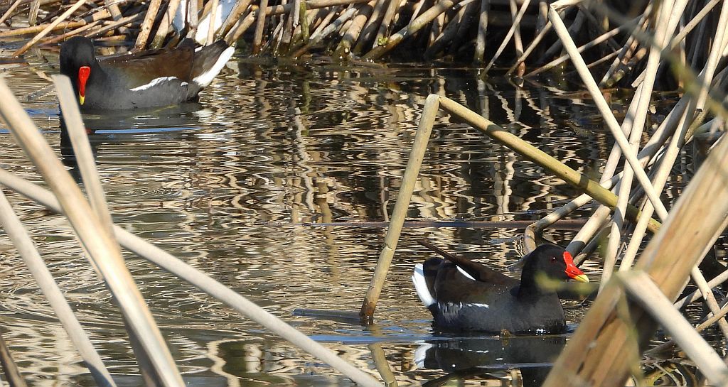 Kokoszka zwyczajna, kokoszka, kokoszka wodna, kurka wodna (Gallinula chloropus)