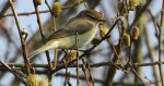 Piecuszek (Phylloscopus trochilus)