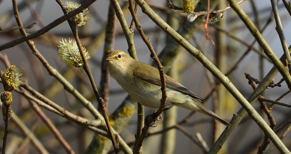 Piecuszek (Phylloscopus trochilus)