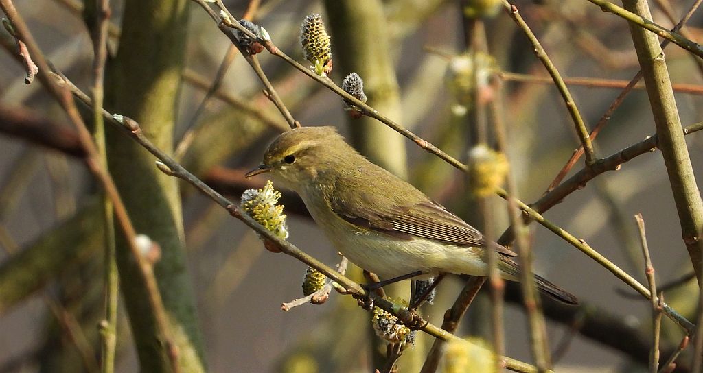 Piecuszek (Phylloscopus trochilus)