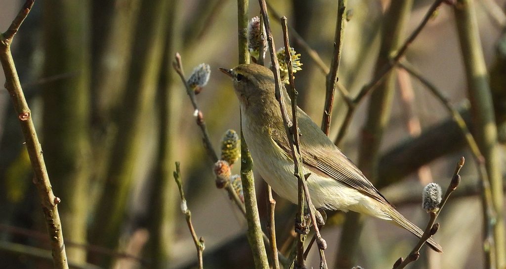 Piecuszek (Phylloscopus trochilus)