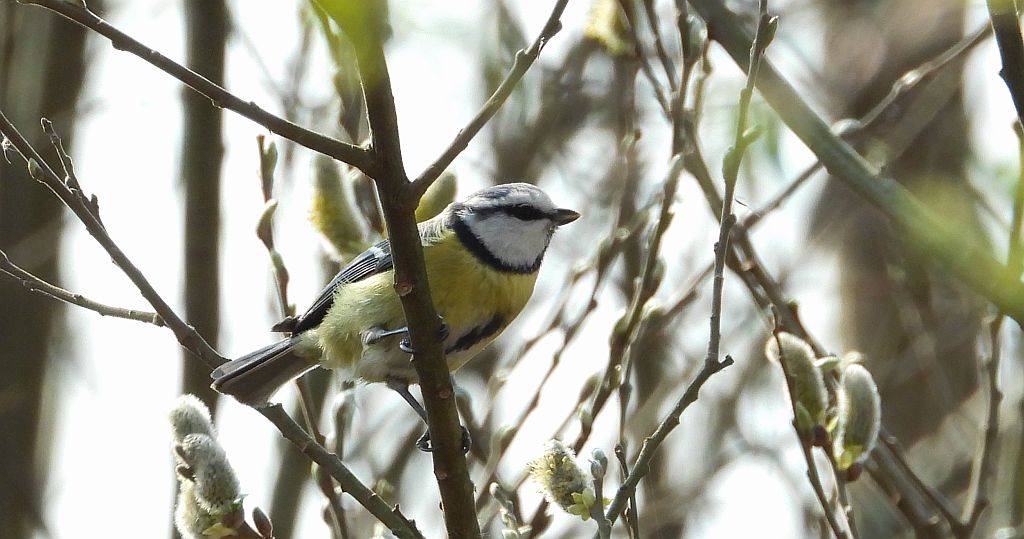 Modraszka zwyczajna, modraszka, sikora modra (Cyanistes caeruleus)