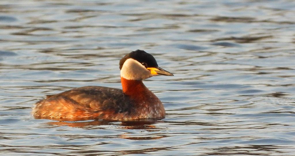 Perkoz rdzawoszyi (Podiceps grisegena)