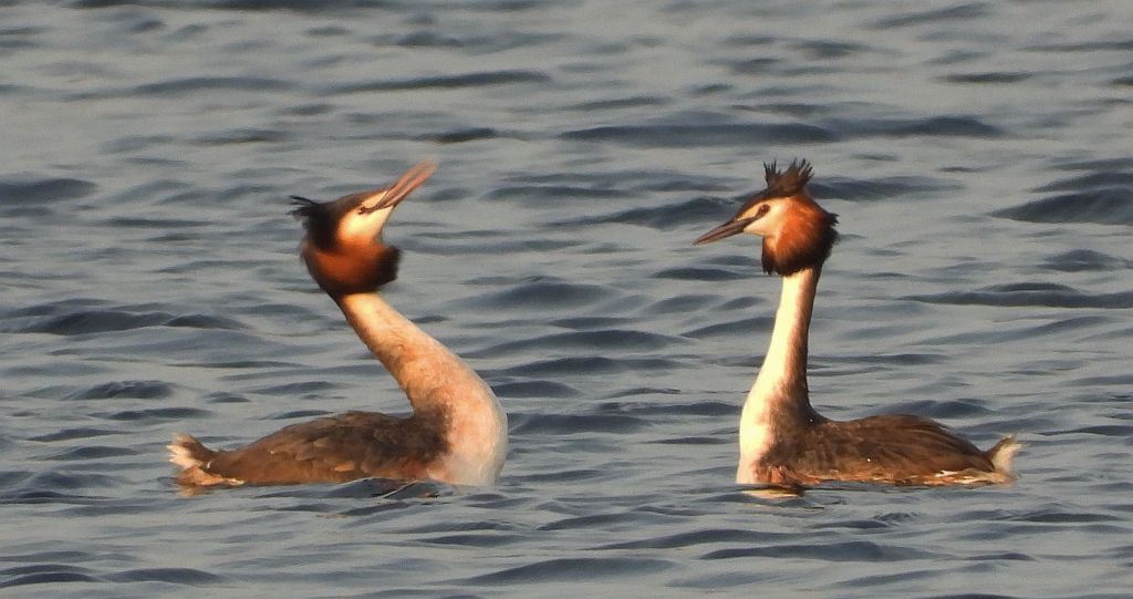 Perkoz dwuczuby (Podiceps cristatus)