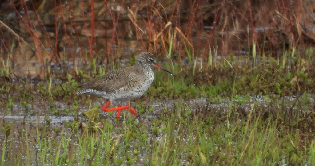 Krwawodziób, brodziec krwawodzioby (Tringa totanus)