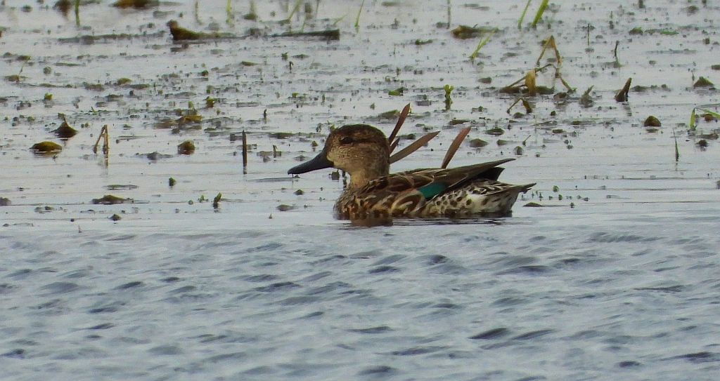 Cyraneczka zwyczajna, cyraneczka (Anas crecca)