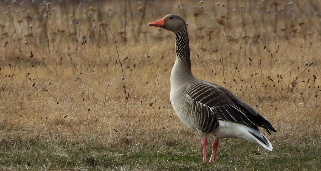 Gęgawa, gęś gęgawa (Anser anser)