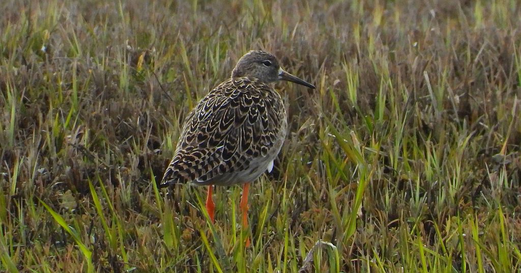 Batalion, bojownik batalion, biegus bojownik, bojownik zmienny (Calidris pugnax)
