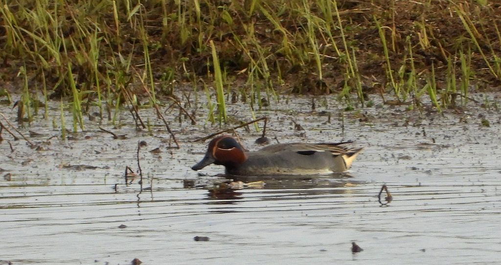 Cyraneczka zwyczajna, cyraneczka (Anas crecca)