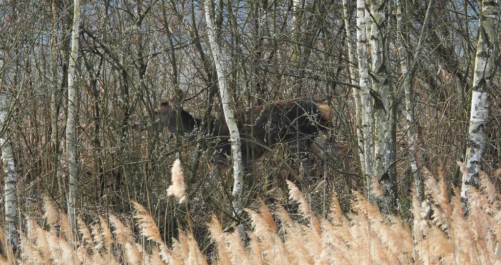 Jeleń szlachetny, jeleń (Cervus elaphus)
