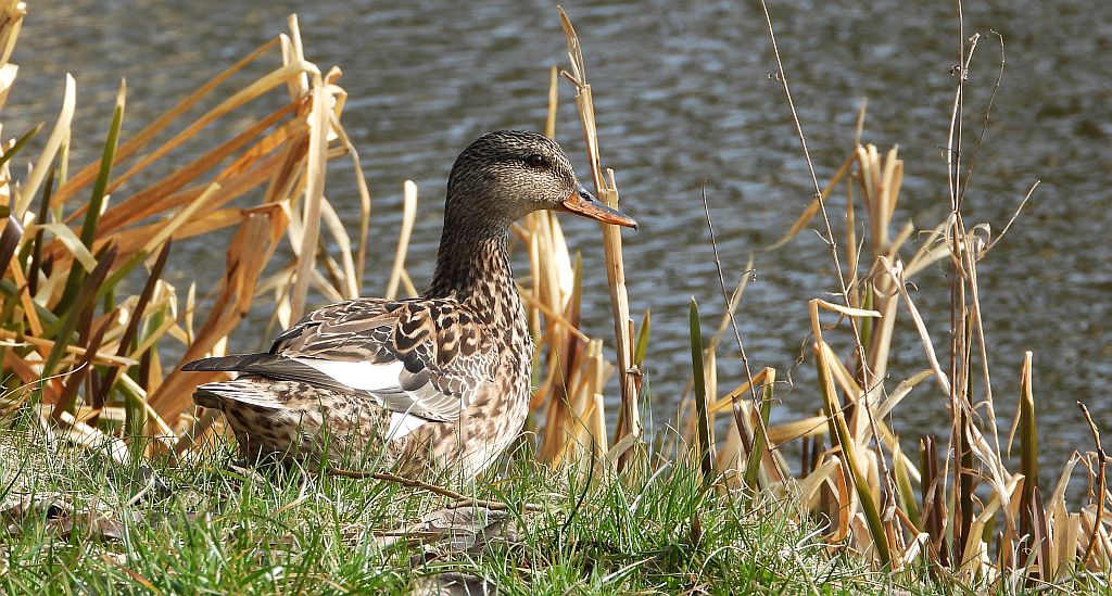 Krakwa, kaczka krakwa (Mareca strepera)