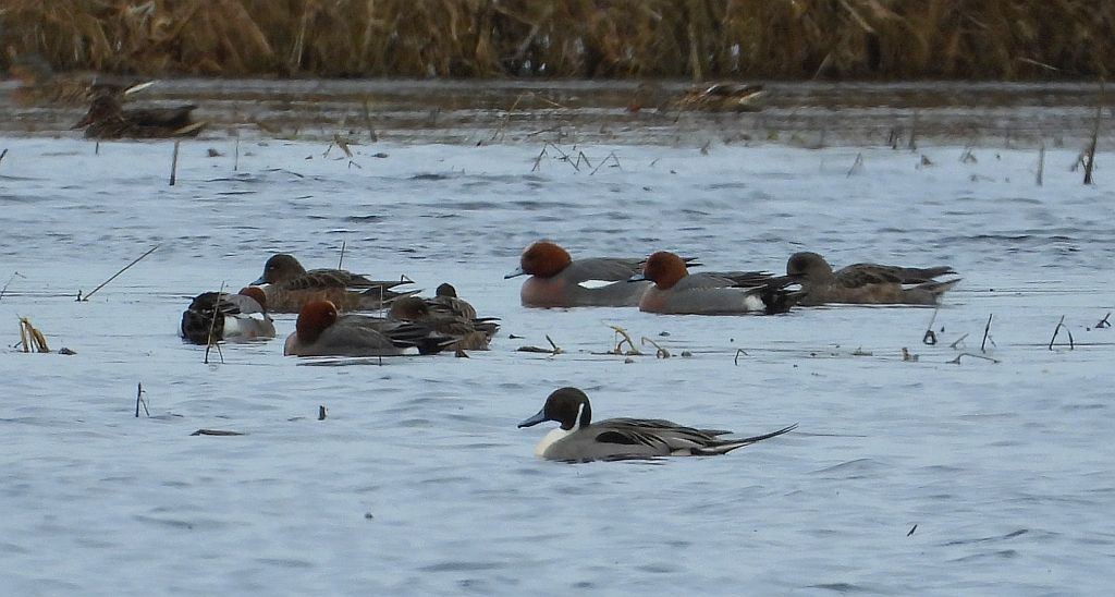 Rożeniec zwyczajny, rożeniec (Anas acuta), świstun zwyczajny, świstun (Mareca penelope)